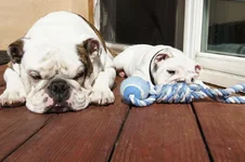 rudy n puppy.webp