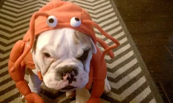 stinkeye.webp