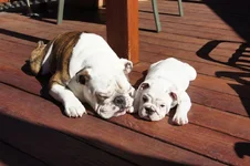 sunbathing together.webp