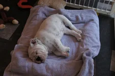 gremlin2 finally asleep.webp