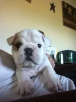 ImageUploadedByTapatalk1340586912.560282.webp ImageUploadedByTapatalk1340586912.560282.webp