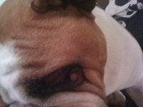 dex eye.jpg