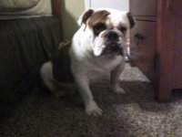 Mojo ready to go to bed. - This iis his typical look for: I'm ready to go to bed. But he will not give in unitl we are in bed also. He is sitting in front of his quilt waiting for us.