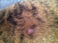 rash 2.jpg rash 2.jpg