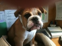 Otis on Mommas desk.jpg