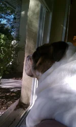 dubbieinwindow3.webp