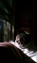 dubbiein window1.webp