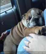 puppy2.webp