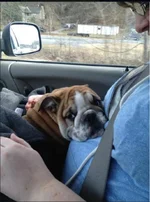 puppy1.webp