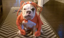 remilobster.webp