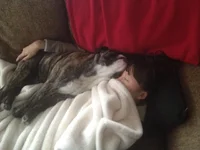 Seamus snuggle.webp