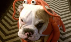 remilobster2.webp
