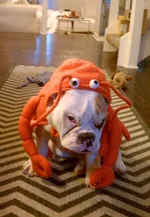 remipouty.webp