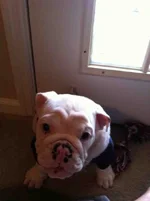 ImageUploadedByTapatalk1346355566.956414.webp