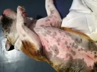 26453d1346373370-hermans-rash-getting-worse-hermanstomach.webp 26453d1346373370-hermans-rash-getting-worse-hermanstomach.webp