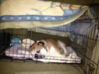 ImageUploadedByTapatalk1351994164.159080.webp ImageUploadedByTapatalk1351994164.159080.webp