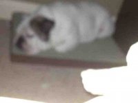 ImageUploadedByTapatalk1352003955.603102.jpg ImageUploadedByTapatalk1352003955.603102.jpg