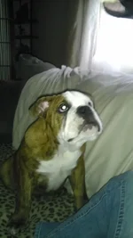 FRANKLIN @ GRANDMAS HOUSE.webp