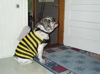 BumbleBowzer03.webp