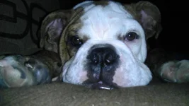 FRANKLIN @ 19 WEEKS.webp