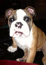 Brutus 11-4-12.1.jpg Brutus 11-4-12.1.jpg