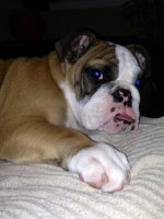 Brutus 11-4-12.2.jpg Brutus 11-4-12.2.jpg