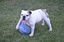 iphone pix 062412 274.webp