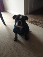 Eagles jersey.webp