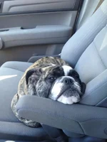 Seamus in car.webp