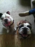 ImageUploadedByTapatalk1355719854.633493.webp ImageUploadedByTapatalk1355719854.633493.webp