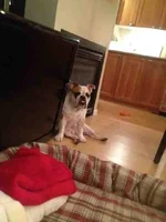 ImageUploadedByTapatalk1355735653.793932.webp