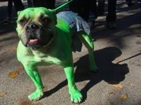 incredible-hulk-dog-costume.jpg
