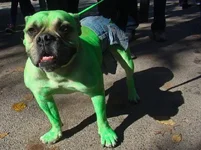 incredible-hulk-dog-costume.webp