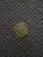 ImageUploadedByTapatalk1355795071.838279.webp