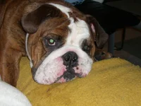 image.webp