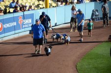 Tillman dodgers.jpg Tillman dodgers.jpg