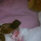 vettrip1.webp