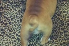 lolas tail.jpg lolas tail.jpg