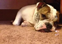JAKE_sleeping.webp