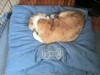 herman on blankie.webp