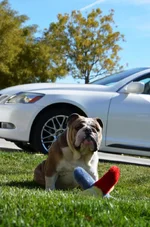 Bentley 8_011513.webp