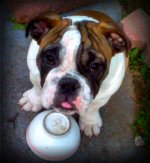 Roxy1.jpg