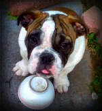 Roxy1.webp