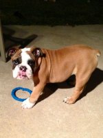 Brutus 11-8-12.2.jpg Brutus 11-8-12.2.jpg