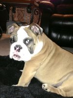 Brutus 11-8-12.3.jpg Brutus 11-8-12.3.jpg