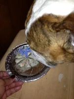 Nigel and his pupcake.webp