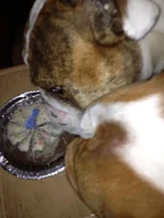sharing pupcake.webp