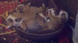 Puppies Naptime.jpg Puppies Naptime.jpg