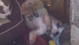 Harper Upside Down.jpg Harper Upside Down.jpg