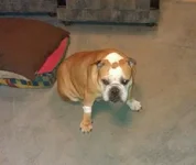 cow after surgery-2.webp